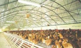 供應畜用養殖大棚、大棚骨架及溫室制造