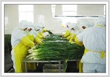 2012年金鄉(xiāng)大蒜價格回顧與市場動態(tài)分析